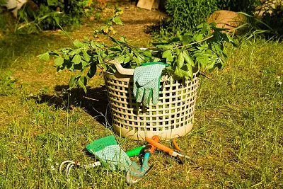 weeds in basket at  Otūmoetai; Matua garden service