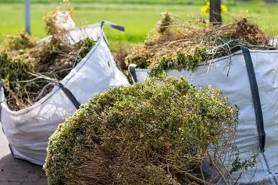 shrubs in bags at Bellevue