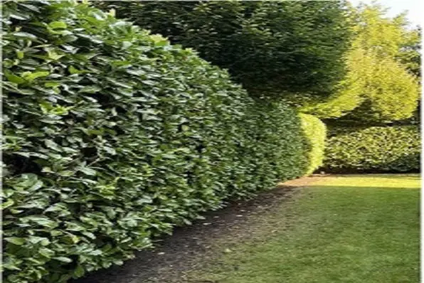 Trimmed hedge in Tauranga